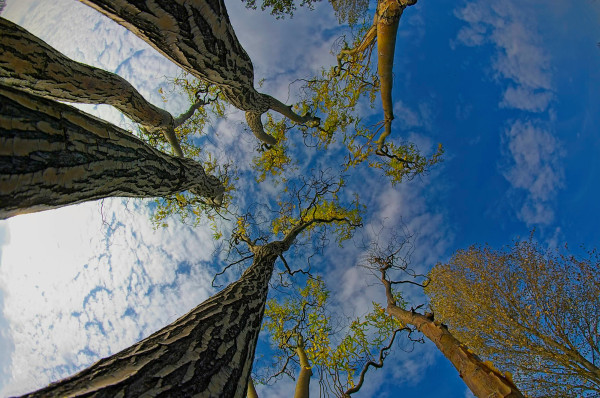 Branches reaching for the sky