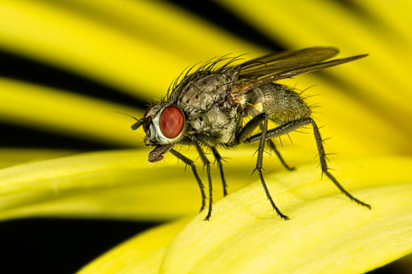 Portrait of a fruit fly