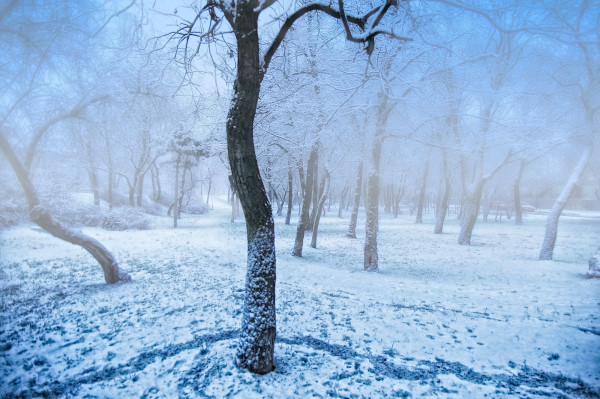 The first snow