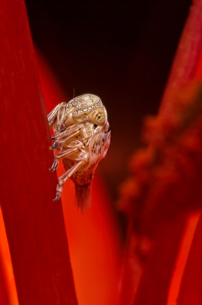 Tiny cicada baby